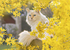 Ragdoll