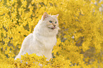 Ragdoll