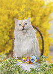 Ragdoll