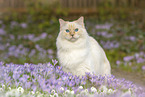 Ragdoll