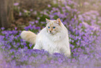 Ragdoll