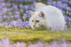 Ragdoll