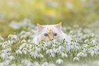 Ragdoll