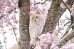 Ragdoll