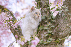 Ragdoll