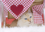 Ragdoll
