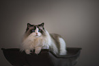 Ragdoll