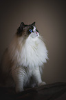 Ragdoll