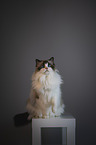 Ragdoll