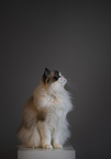 Ragdoll