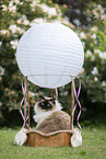 Ragdoll
