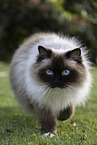 Ragdoll