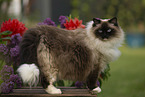 Ragdoll