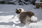 Ragdoll