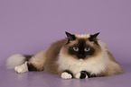 Ragdoll