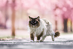 Ragdoll in spring
