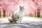 Ragdoll in spring
