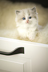 Ragdoll kitten
