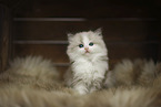 Ragdoll kitten