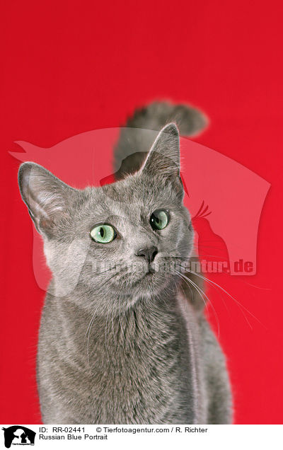 Russisch Blau im Portrait / Russian Blue Portrait / RR-02441