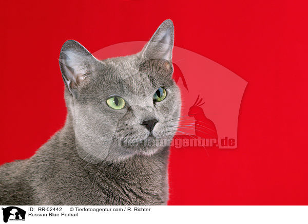 Russisch Blau im Portrait / Russian Blue Portrait / RR-02442