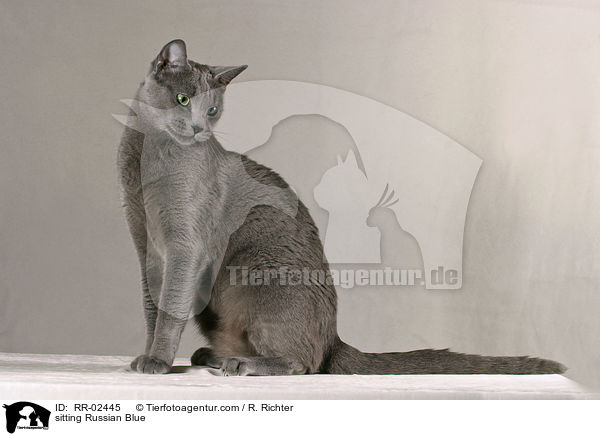 sitzende Russisch Blau / sitting Russian Blue / RR-02445