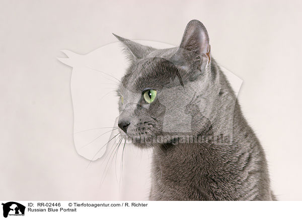 Russisch Blau im Portrait / Russian Blue Portrait / RR-02446