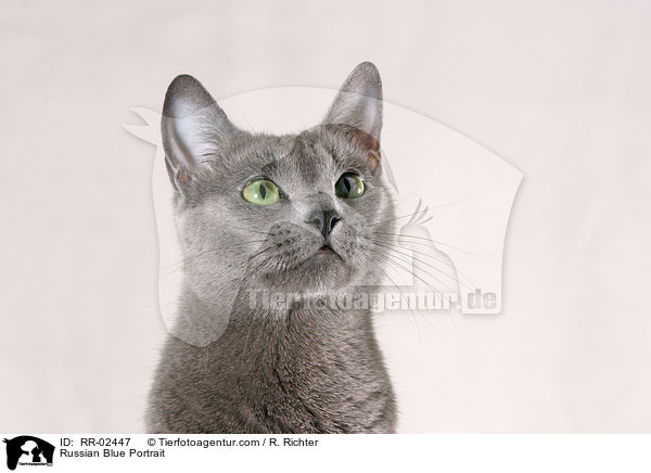 Russisch Blau im Portrait / Russian Blue Portrait / RR-02447