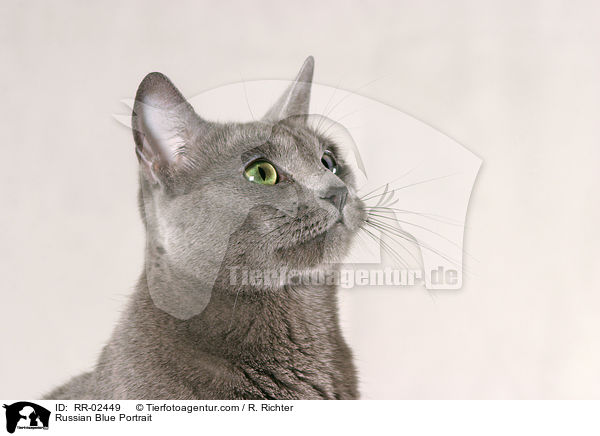 Russian Blue Portrait / RR-02449