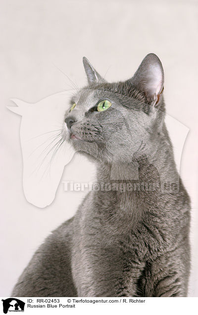 Russisch Blau im Portrait / Russian Blue Portrait / RR-02453