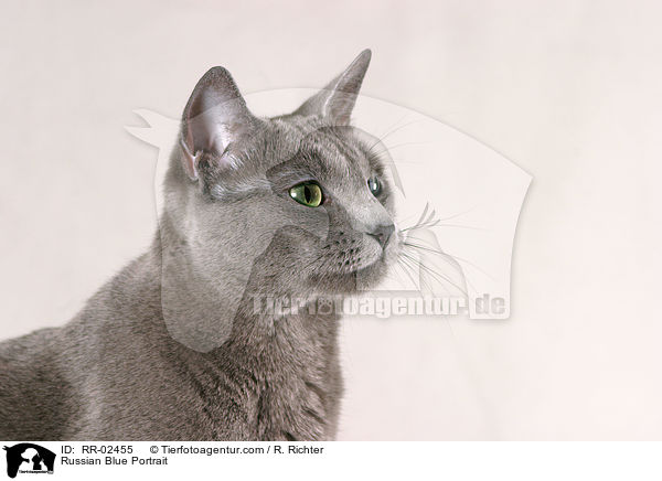 Russisch Blau im Portrait / Russian Blue Portrait / RR-02455