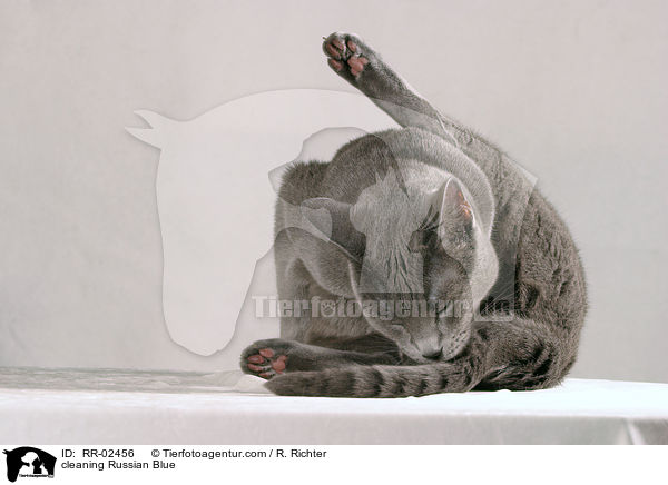 cleaning Russian Blue / RR-02456