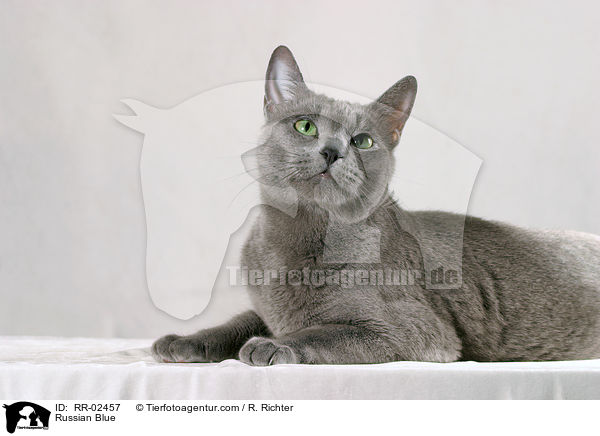 Russian Blue / RR-02457