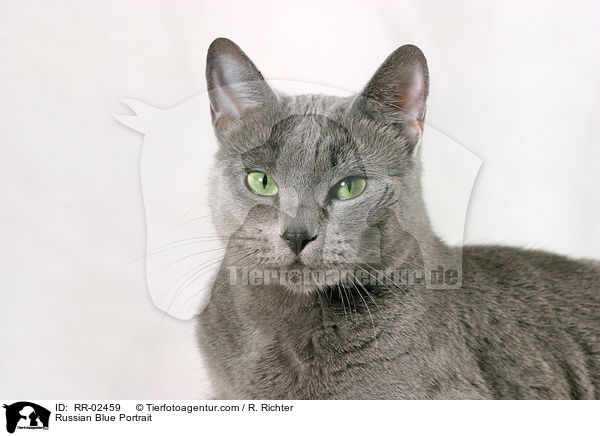 Russisch Blau im Portrait / Russian Blue Portrait / RR-02459