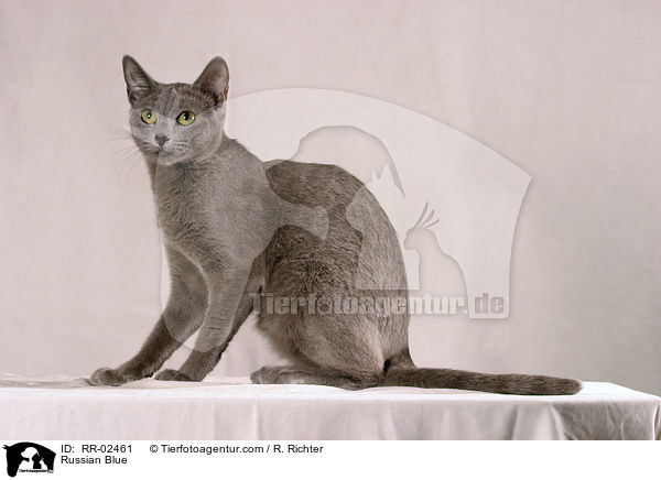 Russisch Blau / Russian Blue / RR-02461