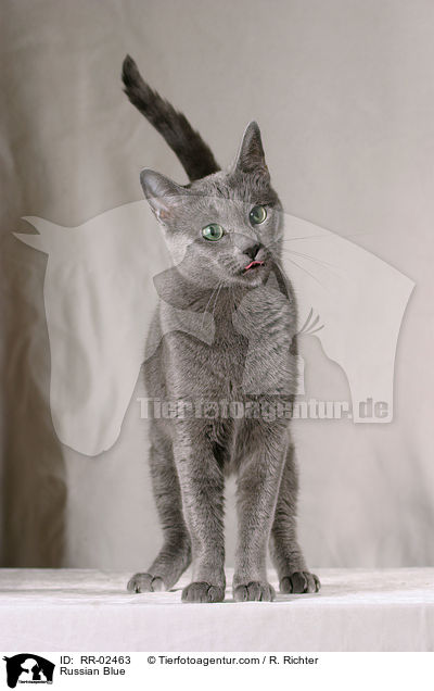 Russisch Blau / Russian Blue / RR-02463