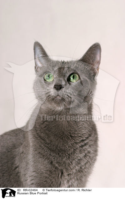 Russisch Blau im Portrait / Russian Blue Portrait / RR-02464