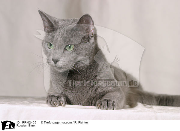 Russisch Blau / Russian Blue / RR-02465