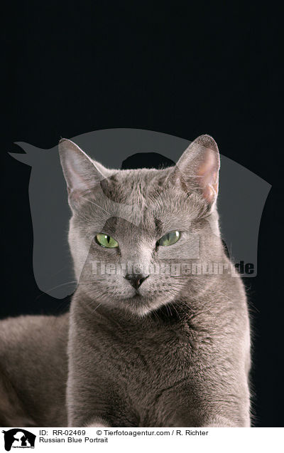 Russisch Blau im Portrait / Russian Blue Portrait / RR-02469