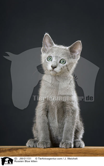 Russisch Blau Ktzchen / Russian Blue kitten / JW-01151