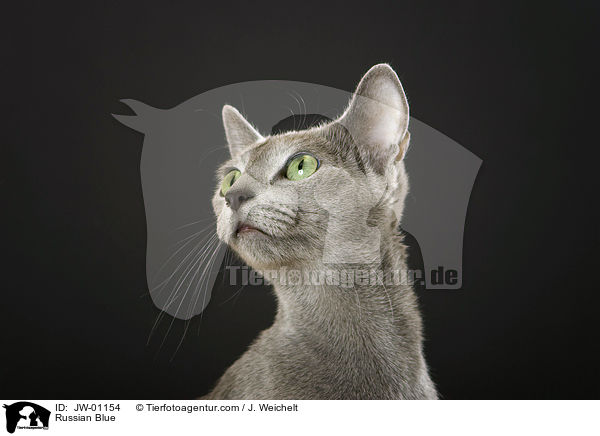 Russian Blue / JW-01154