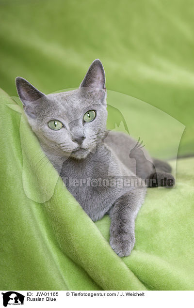 Russisch Blau / Russian Blue / JW-01165