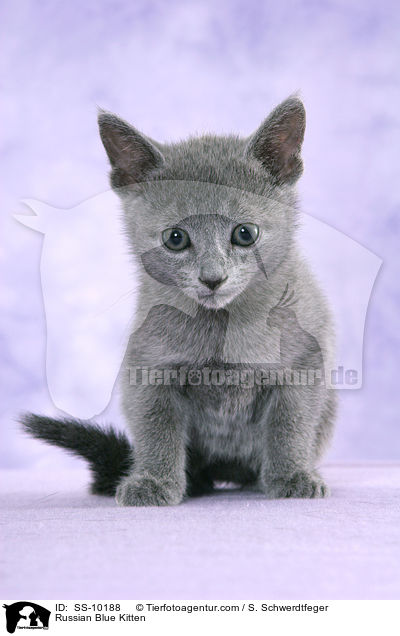 Russisch Blau Ktzchen / Russian Blue Kitten / SS-10188