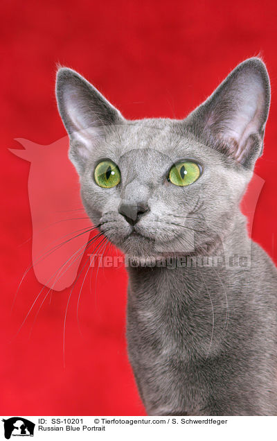 Russisch Blau Portrait / Russian Blue Portrait / SS-10201