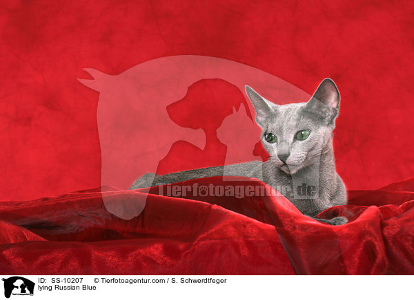 liegende Russisch Blau / lying Russian Blue / SS-10207