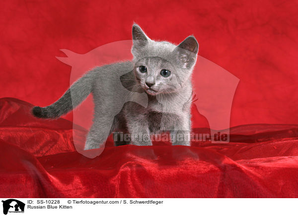 Russisch Blau Ktzchen / Russian Blue Kitten / SS-10228