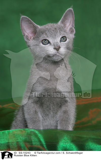 Russian Blue Kitten / SS-10243