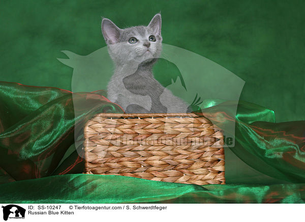Russian Blue Kitten / SS-10247