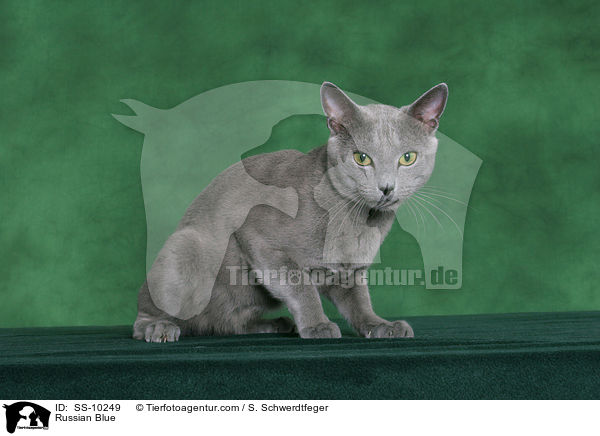 Russisch Blau / Russian Blue / SS-10249