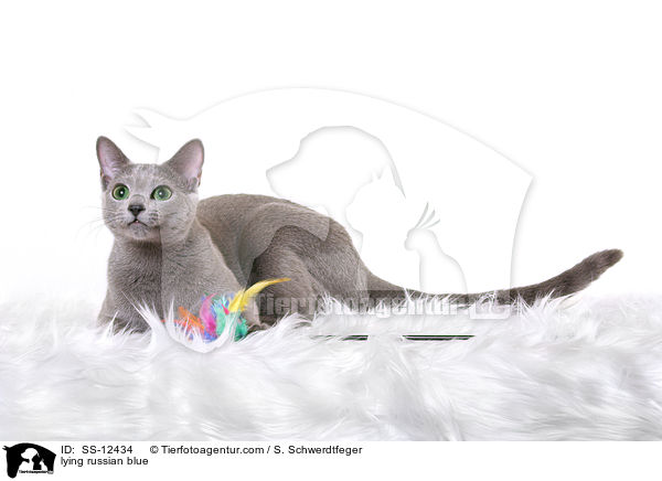 liegende Russisch Blau / lying russian blue / SS-12434